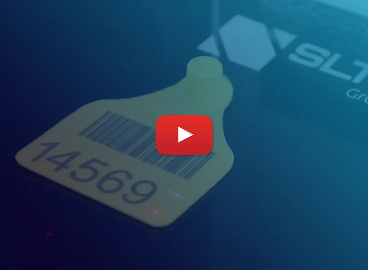 Identifications Animal Tag Marked By Laser Marking Machine